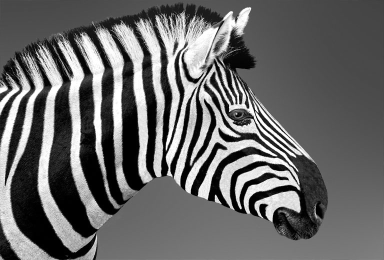 Young Zebra
